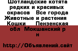 Шотландские котята редких и красивых  окрасов - Все города Животные и растения » Кошки   . Пензенская обл.,Мокшанский р-н